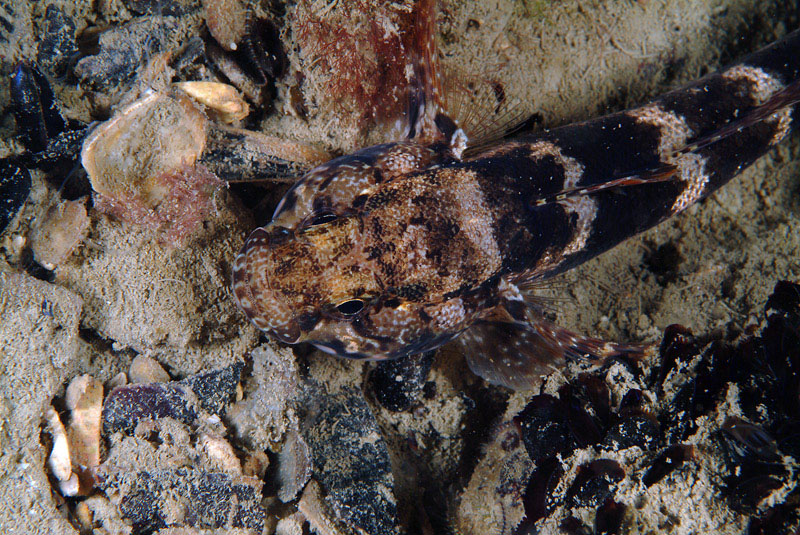 Gobius paganellus